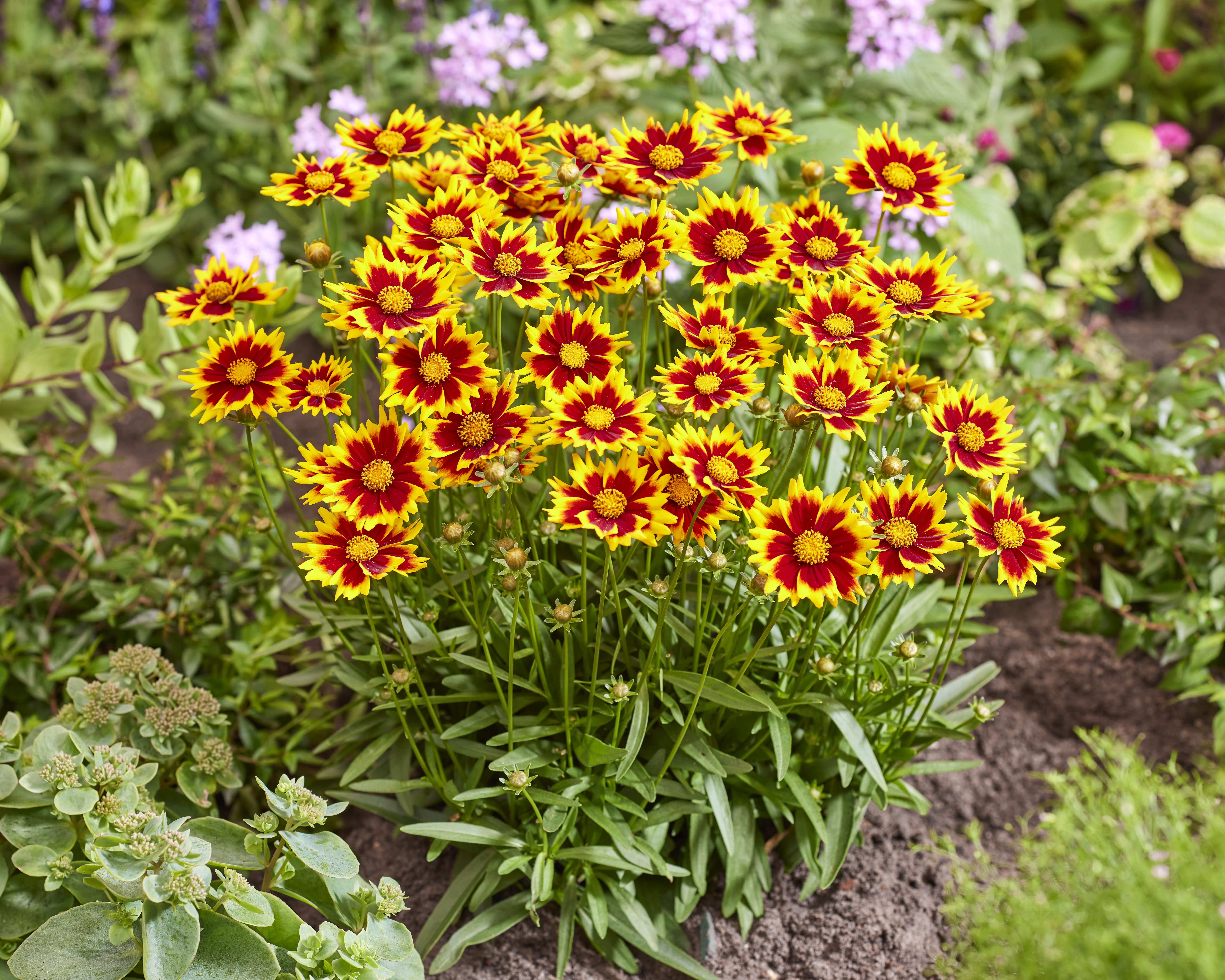 Coreopsis Solar Jewel (1924).jpg