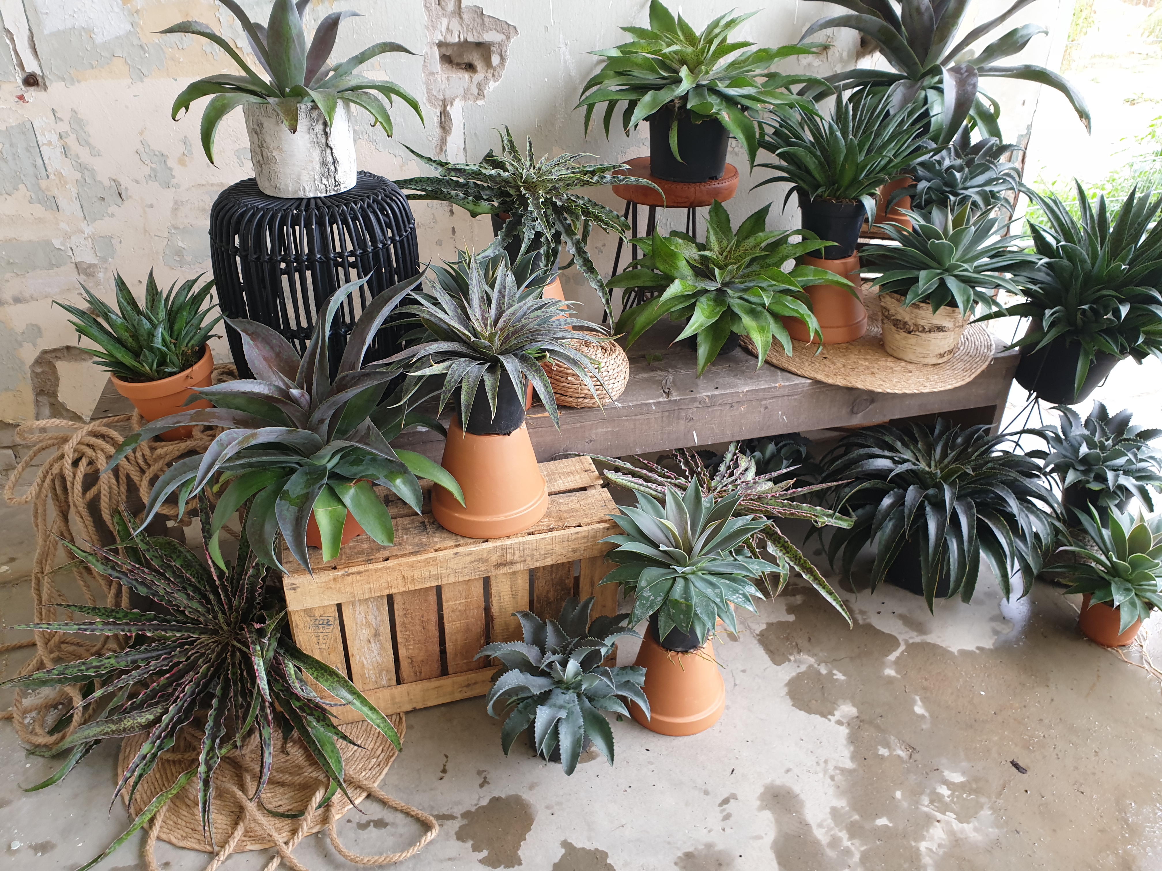 Mad about Mangave.jpg