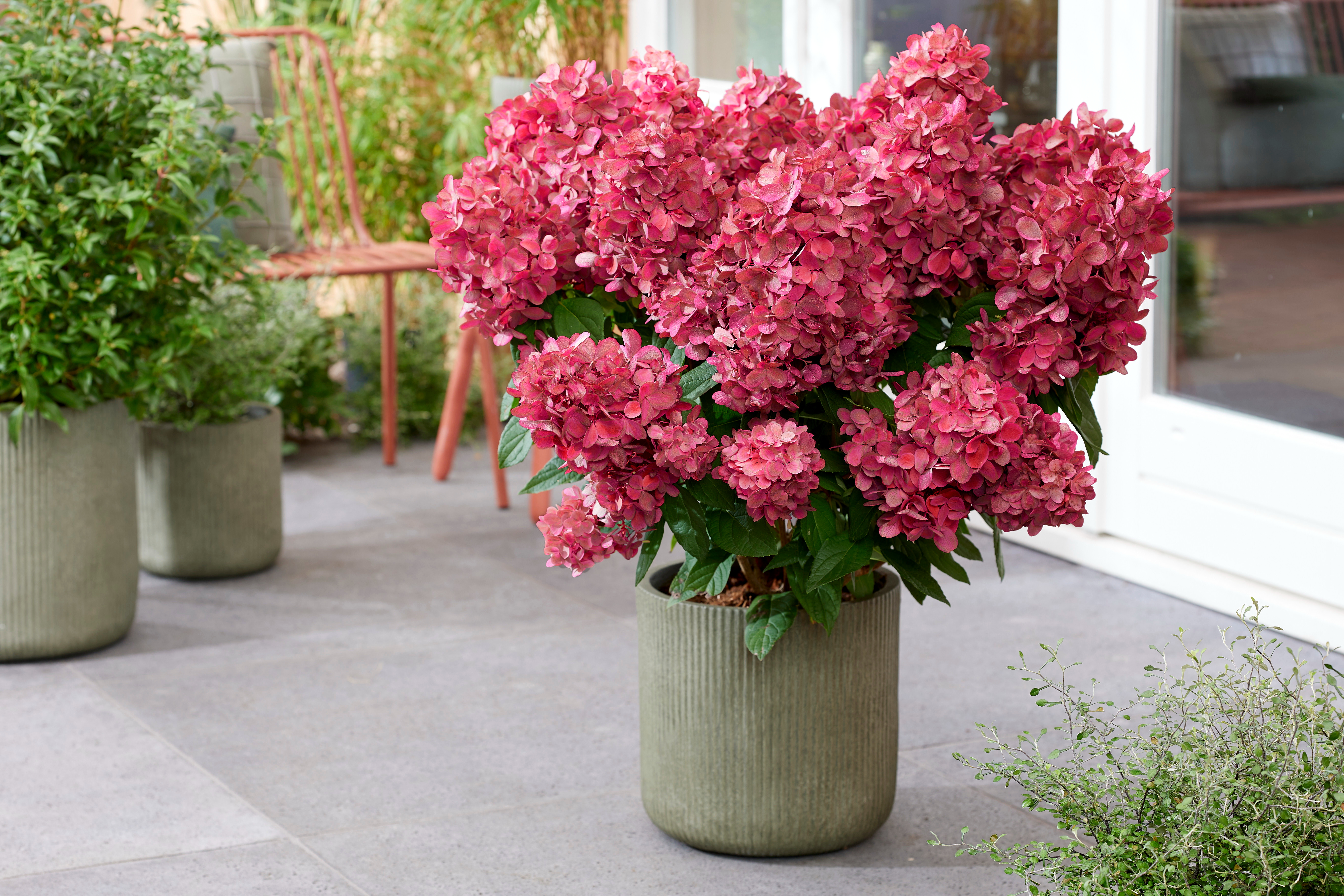 Hydrangea pan Bonfire (11).JPG