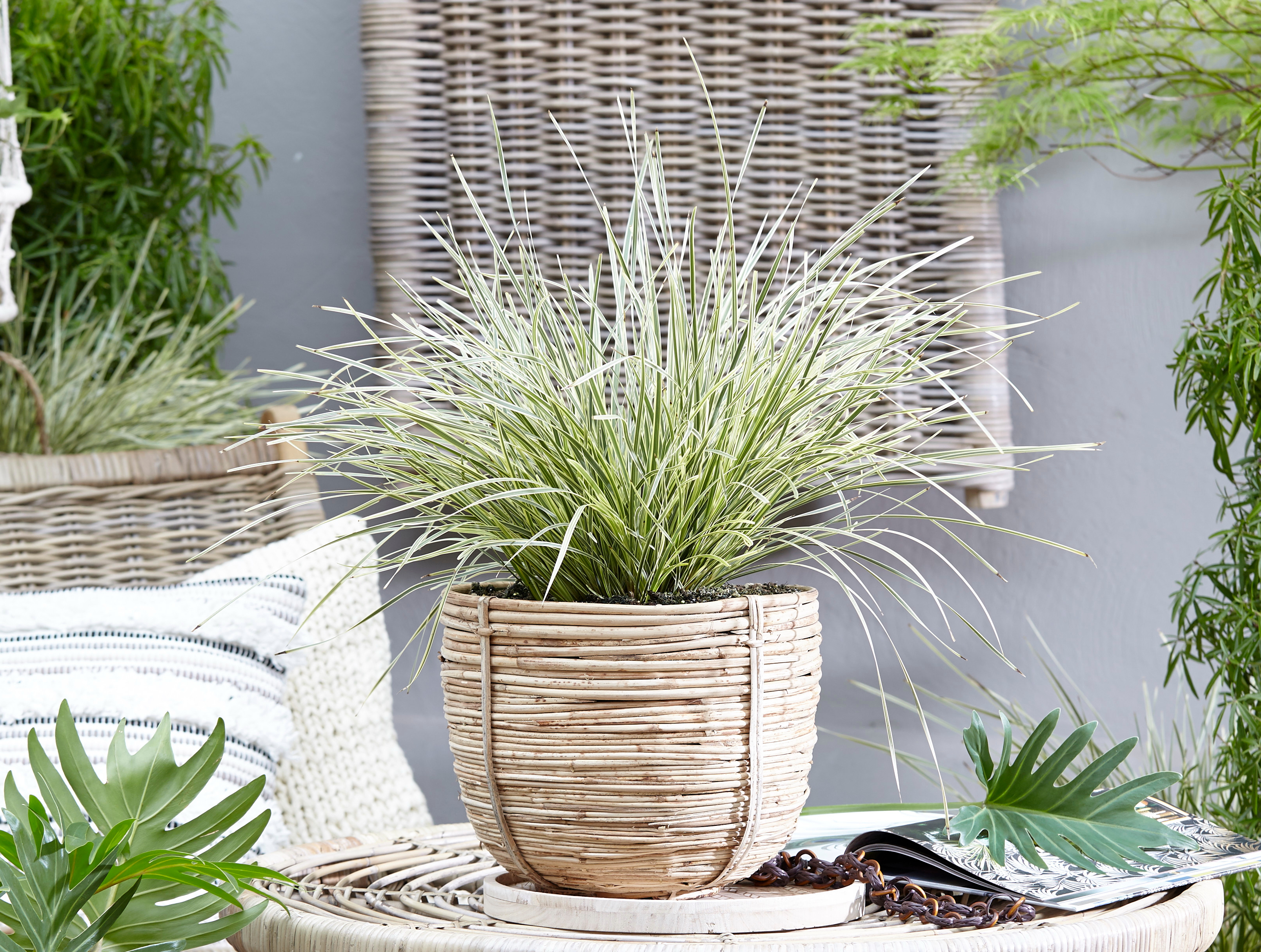 Lomandra White Sands (20).JPG