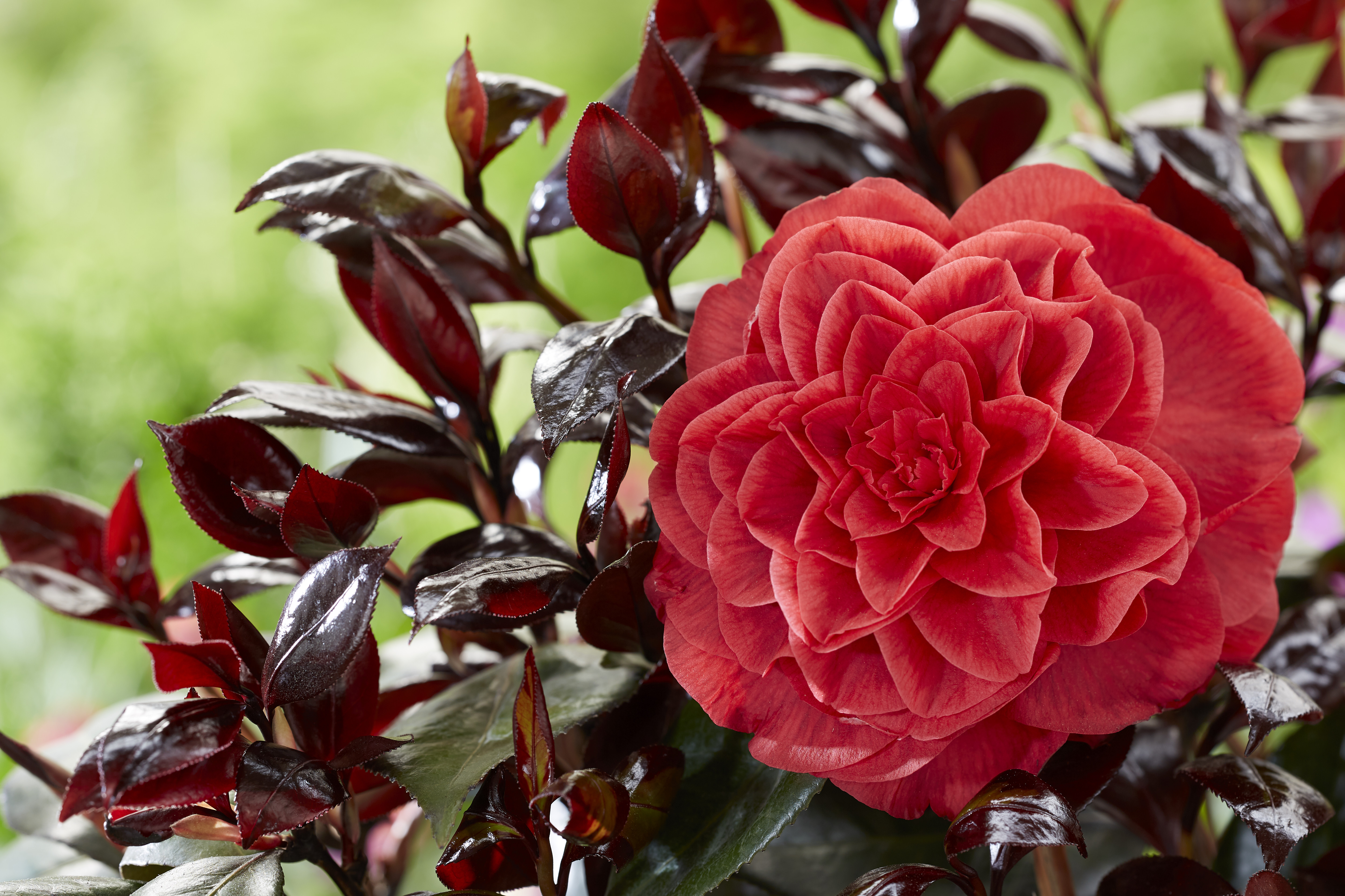 Camellia Femme Fatale (9).jpg