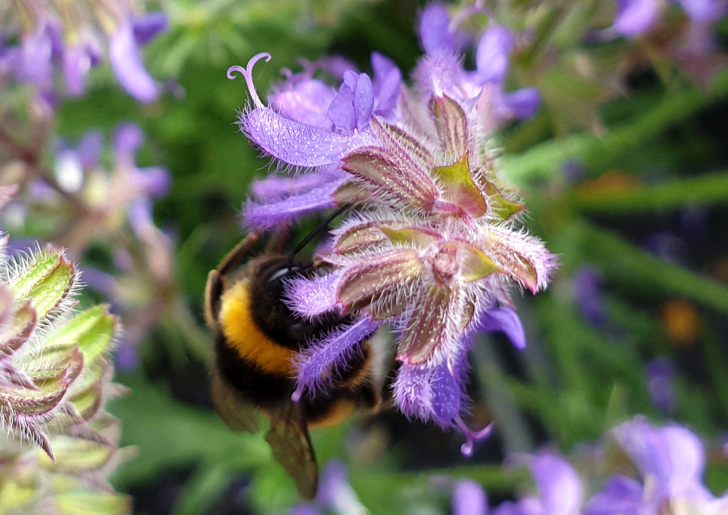 Salvia Feathers Peacock (69).JPG
