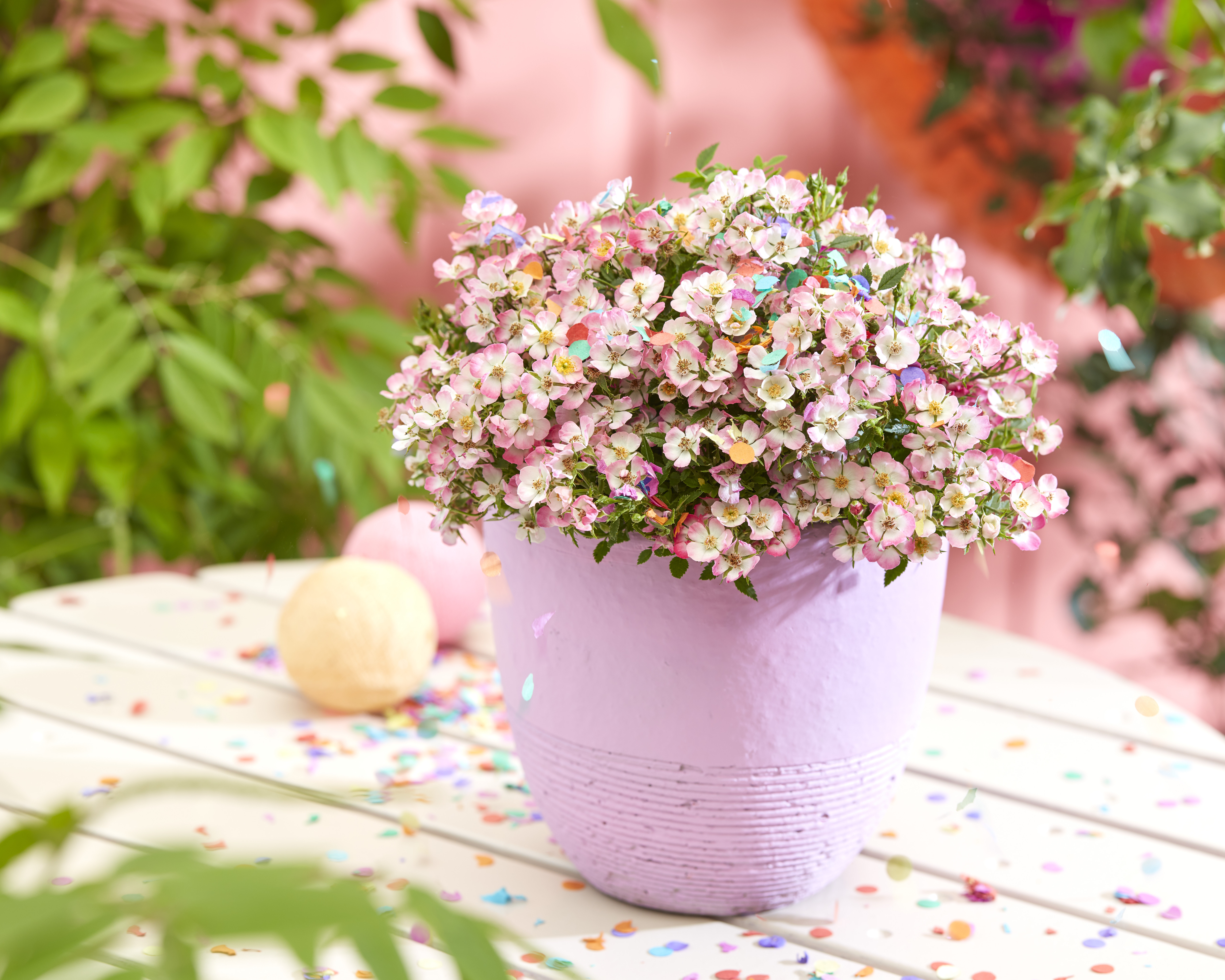 Rose Cutie Pie (18).jpg