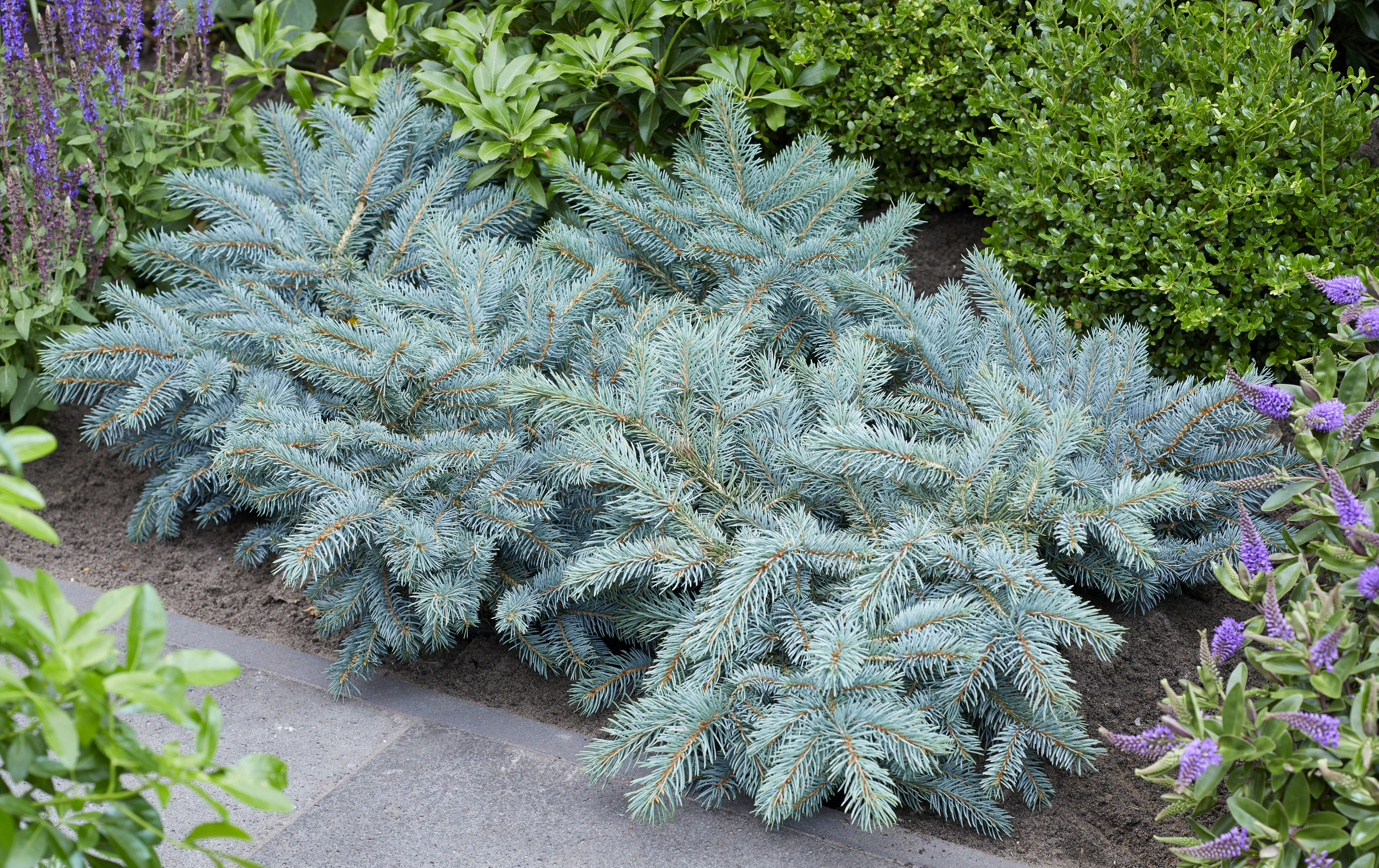 Picea Karpaten (8).jpg