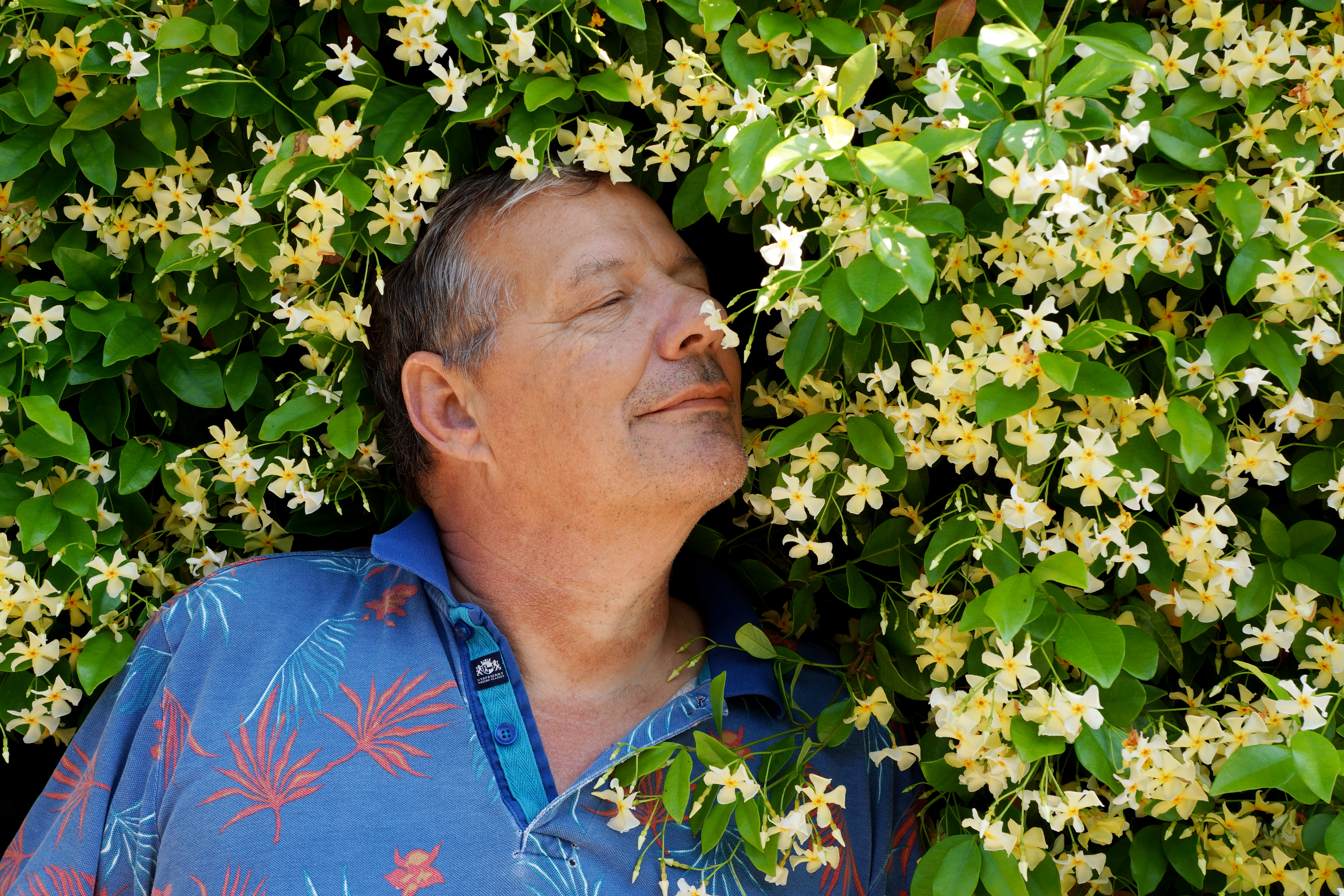 Trachelospermum Star of Toscane - 01.JPG