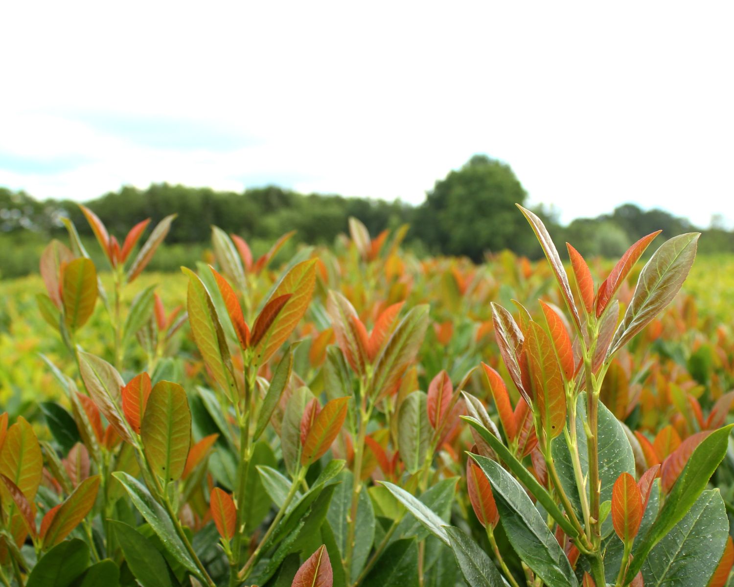 Plants with a purpose Prunus Titan  (1).JPG