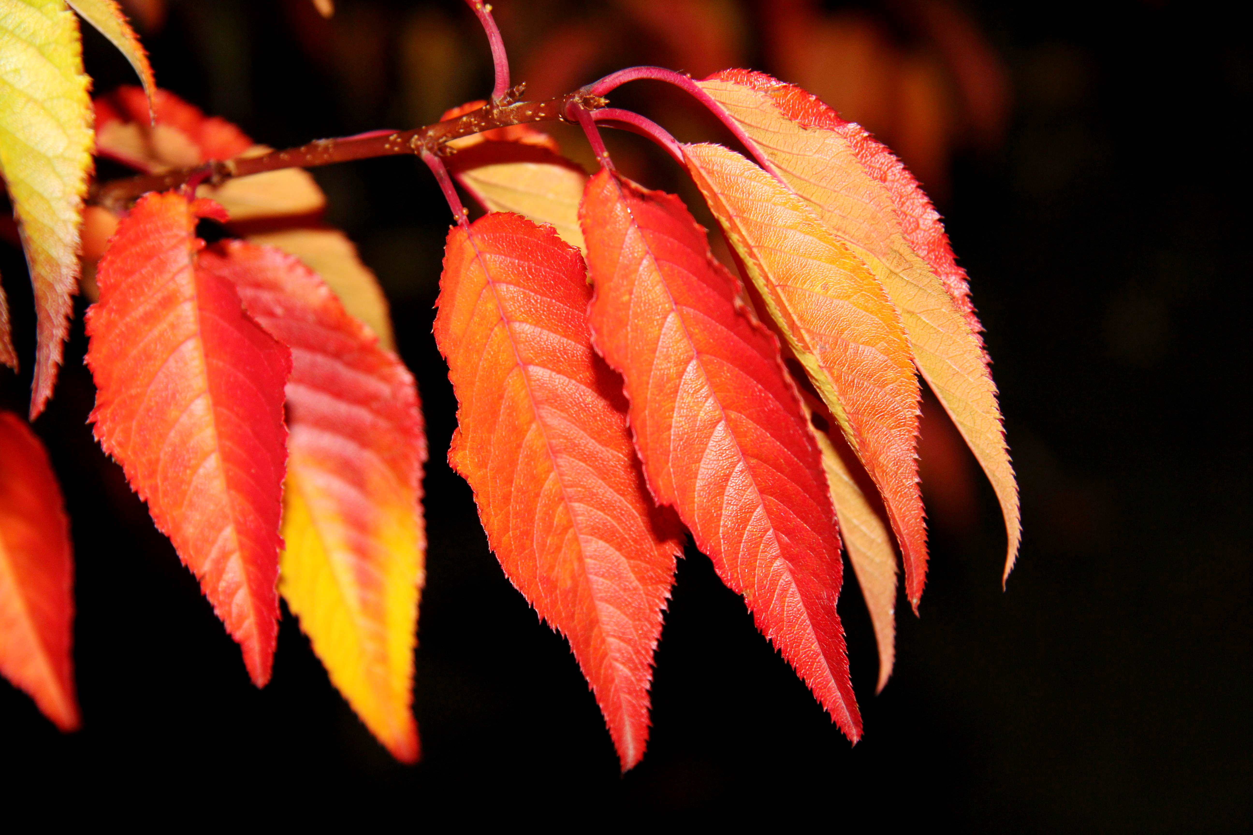 Prunus Royal Flame (7).JPG