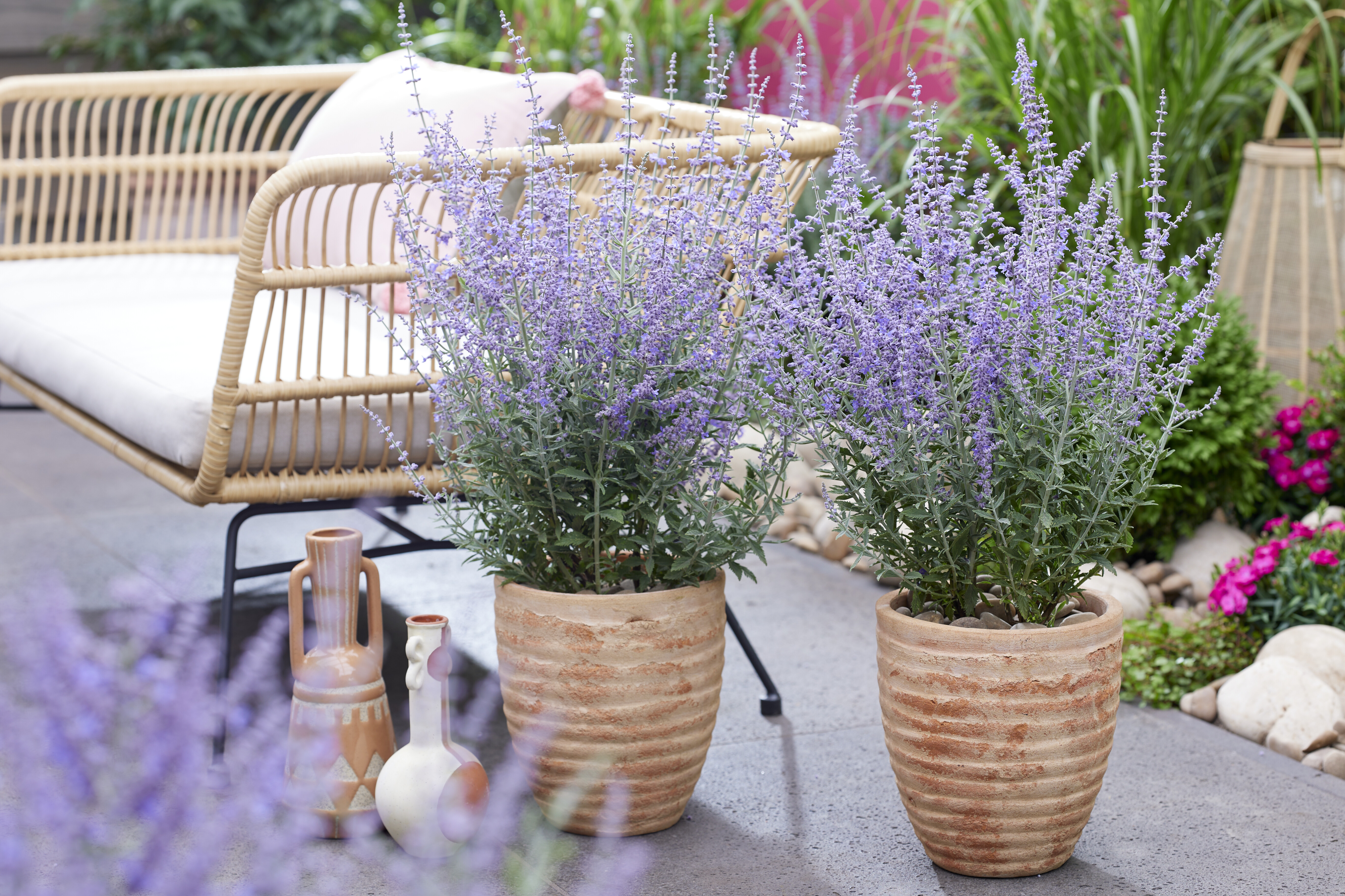 Perovskia PrimeTime (11).jpg