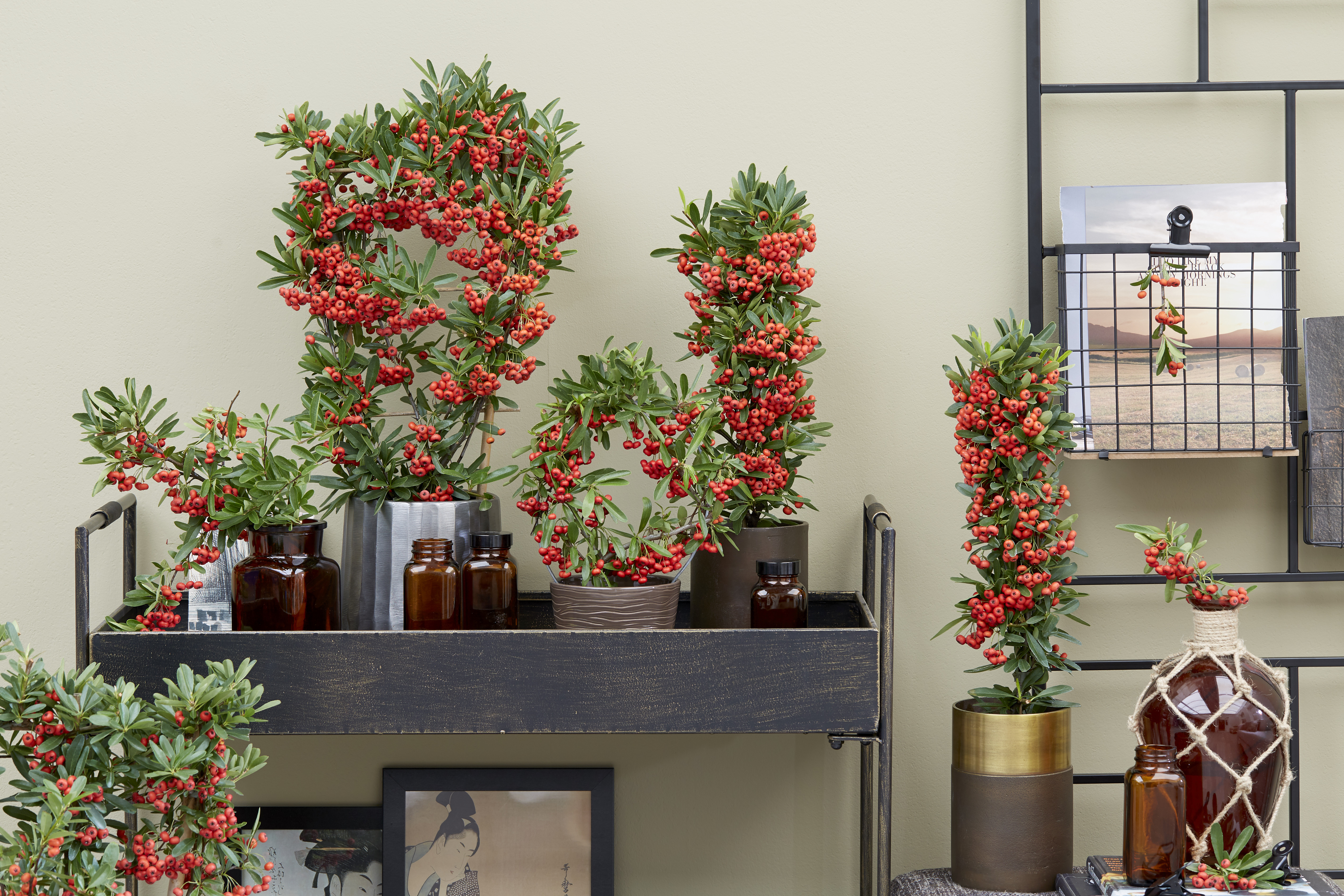 Pyracantha RED STAR (14).jpg