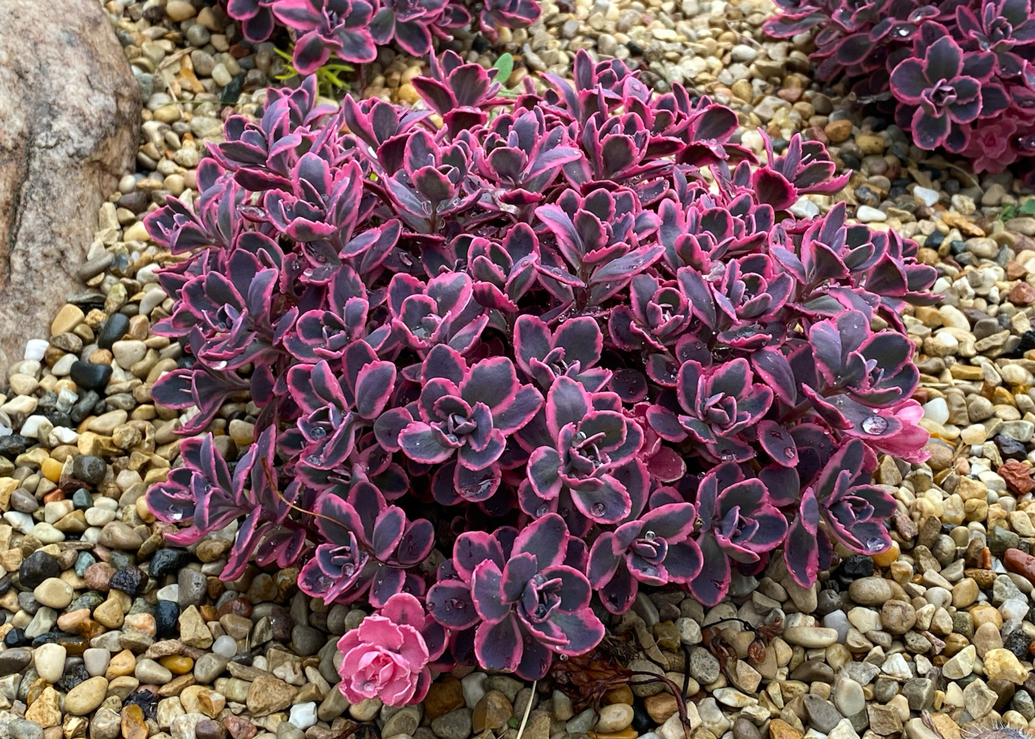 SunSparkler® Sedum 'Dream Dazzler' on 5-16-21.jpg