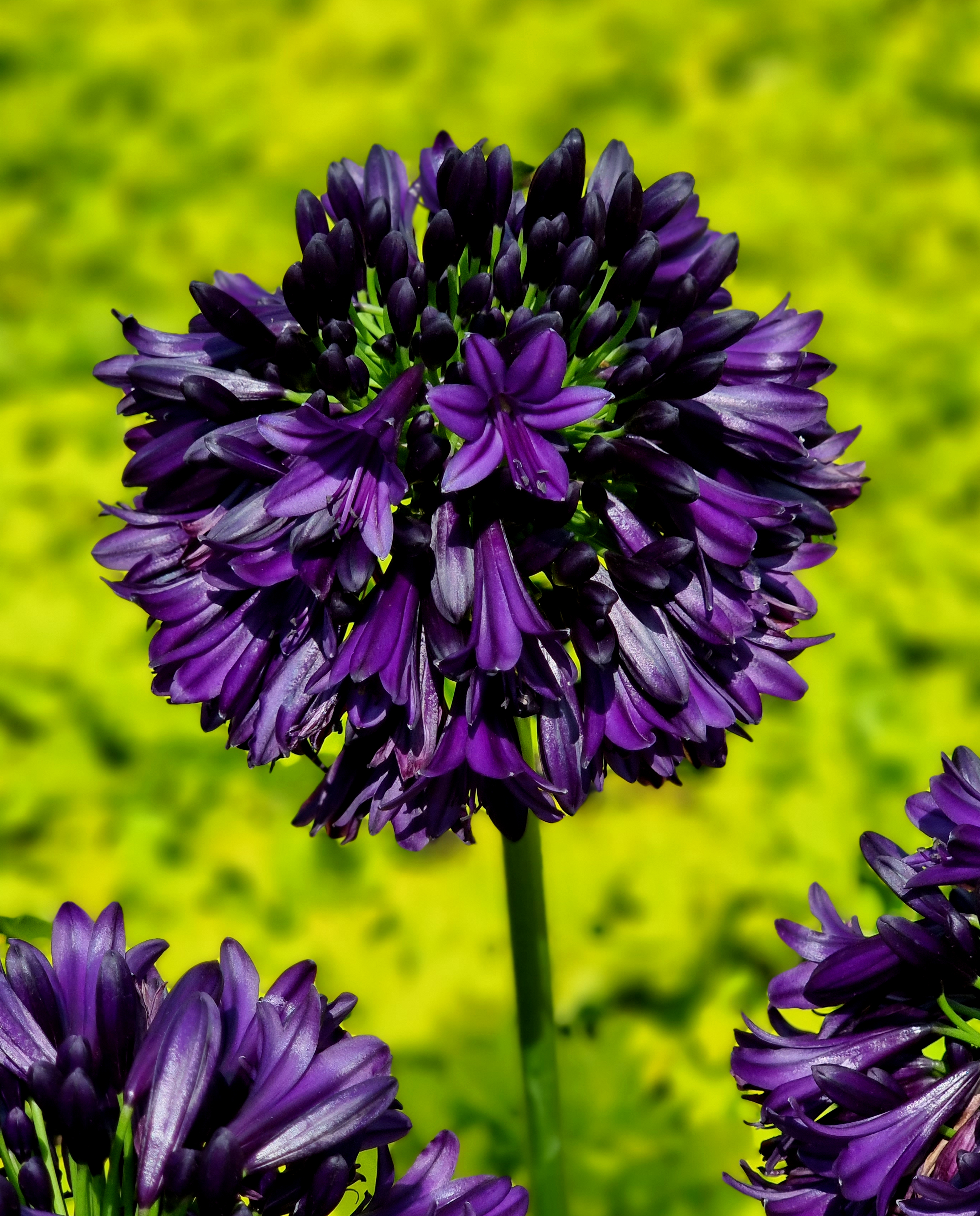 Agapanthus BlackJack (5).jpg
