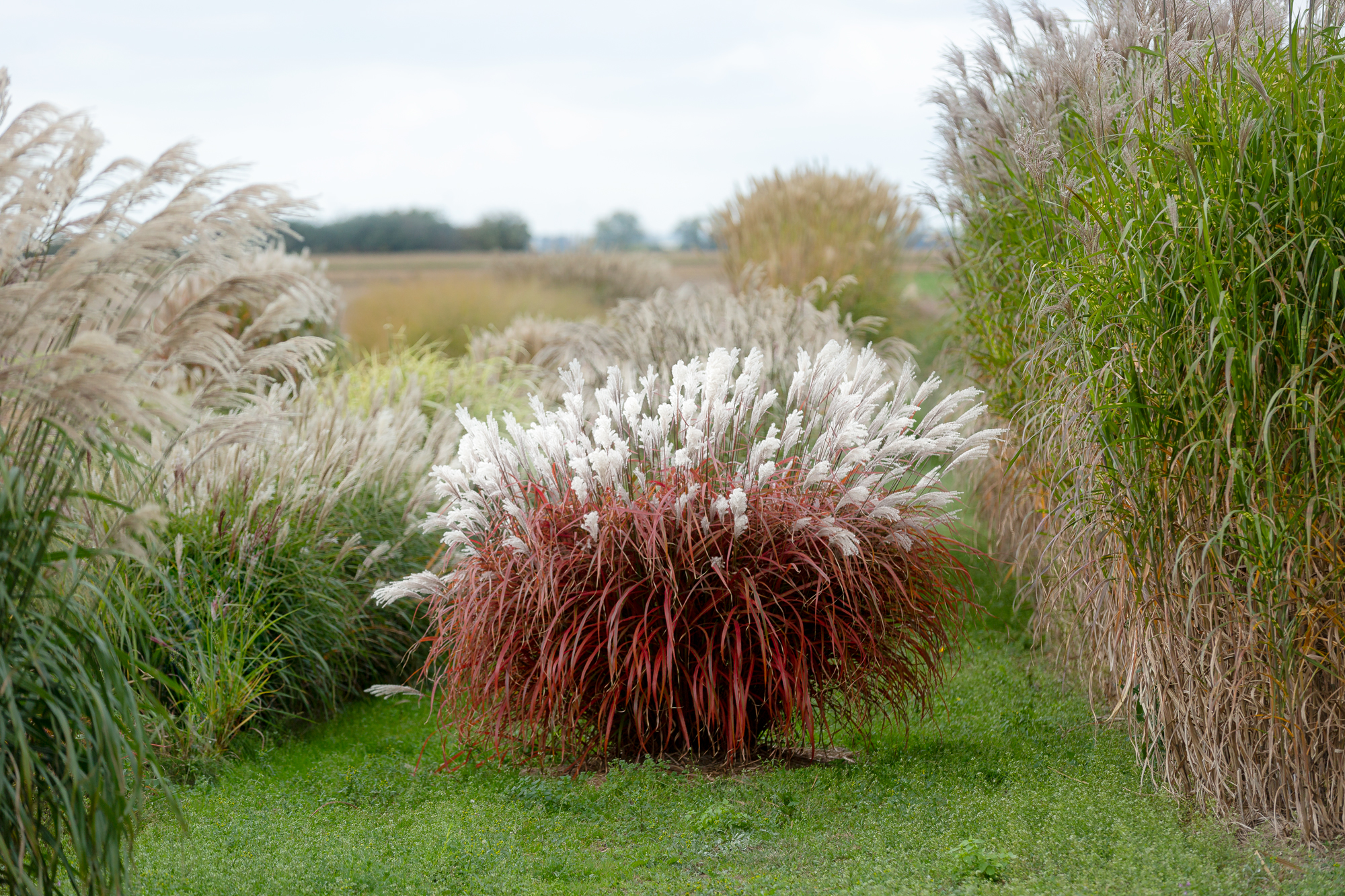 Miscanthus Lady in Red (11).jpg