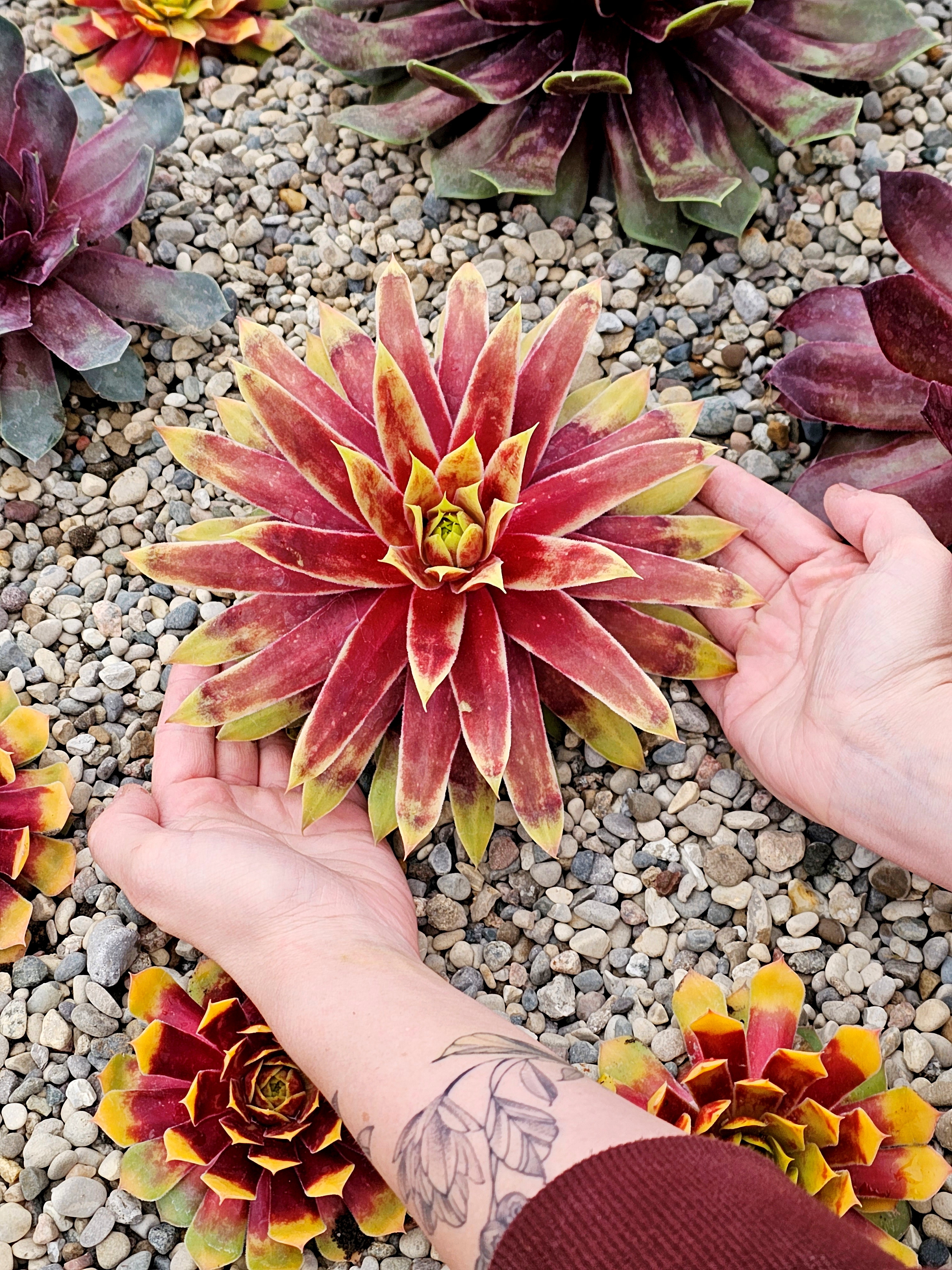 Chick Charm Giant Gold Mine (3).jpg