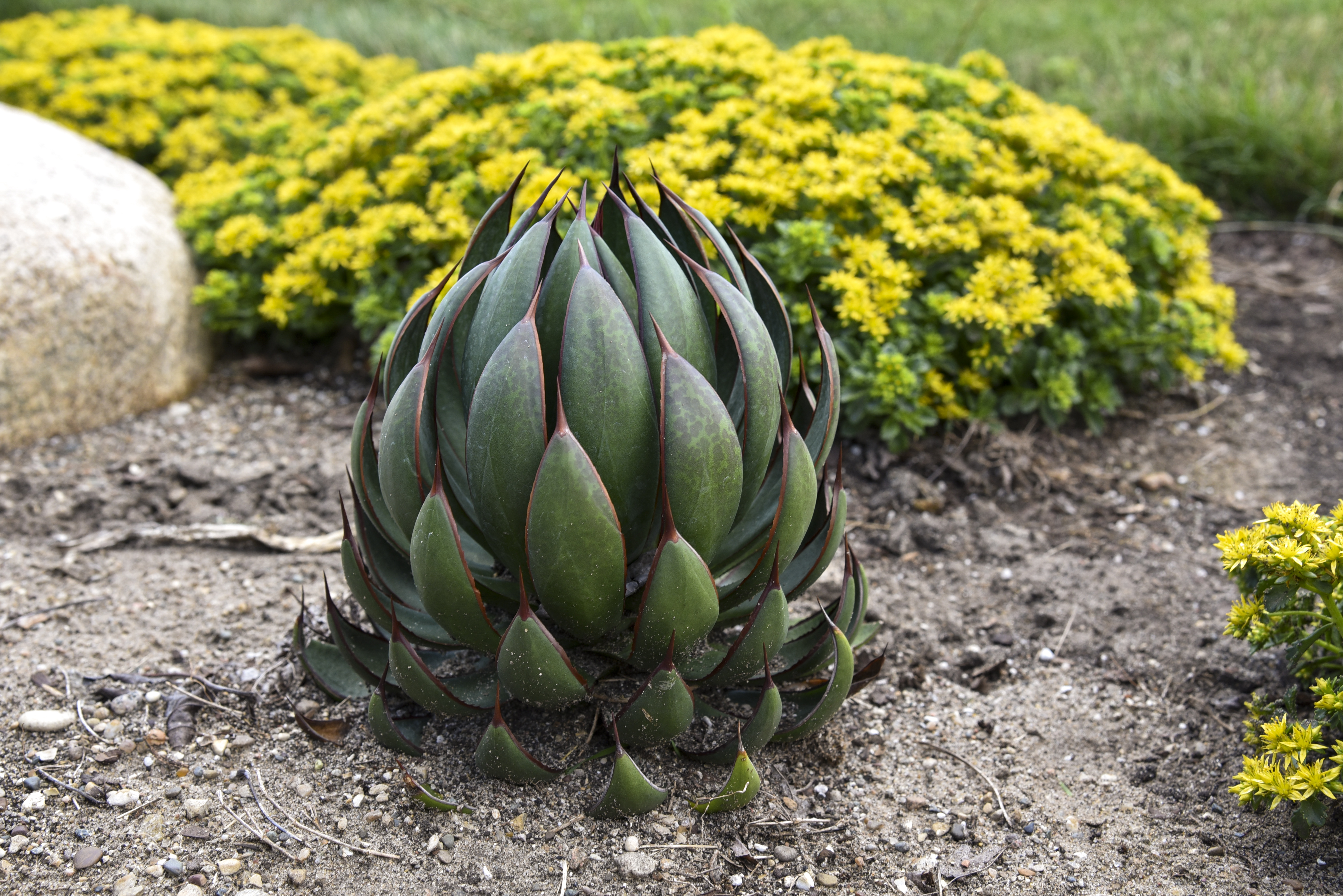 Mangave Praying Hands_APJ20 (1).jpg