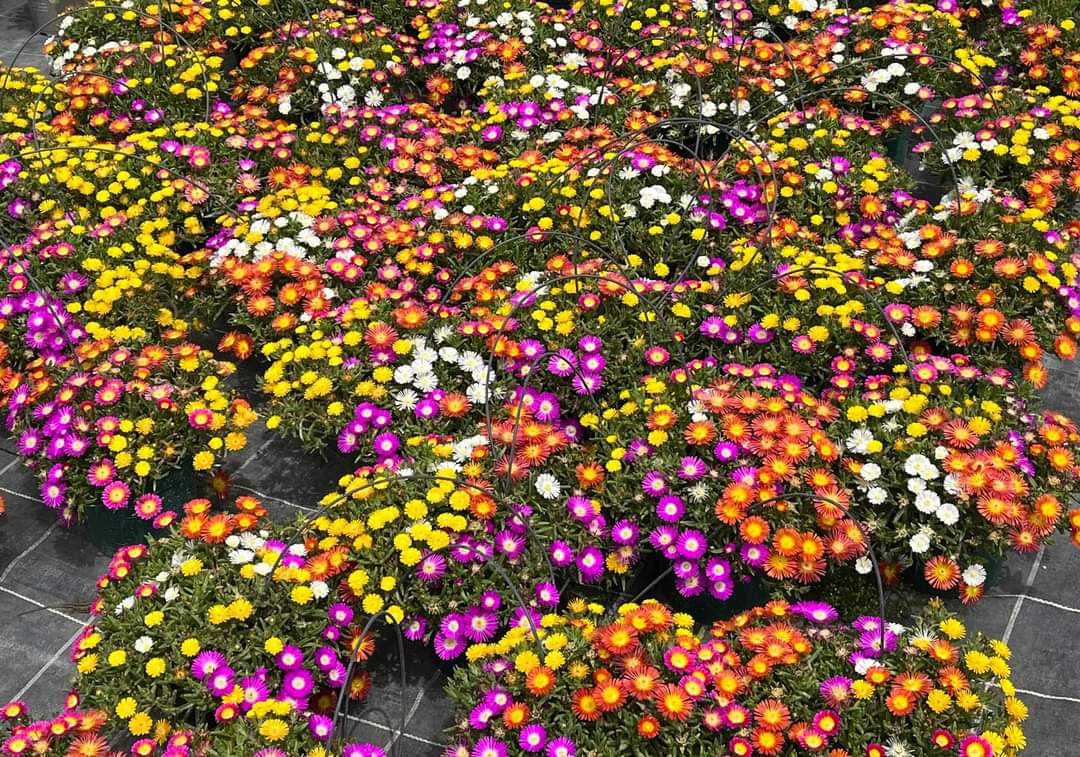 Delosperma WOW (2).jpg