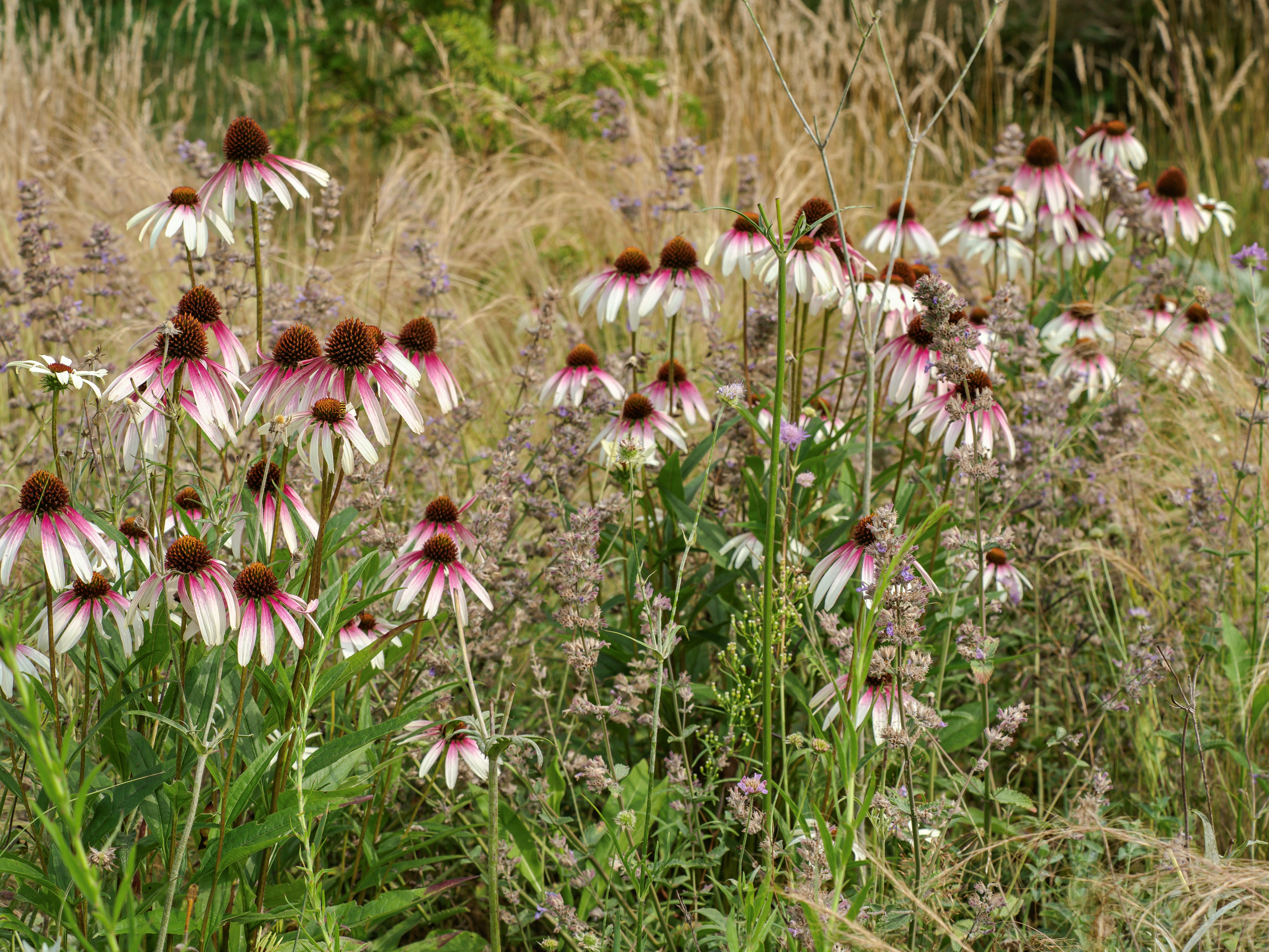 Pretty Parasols 03.jpg