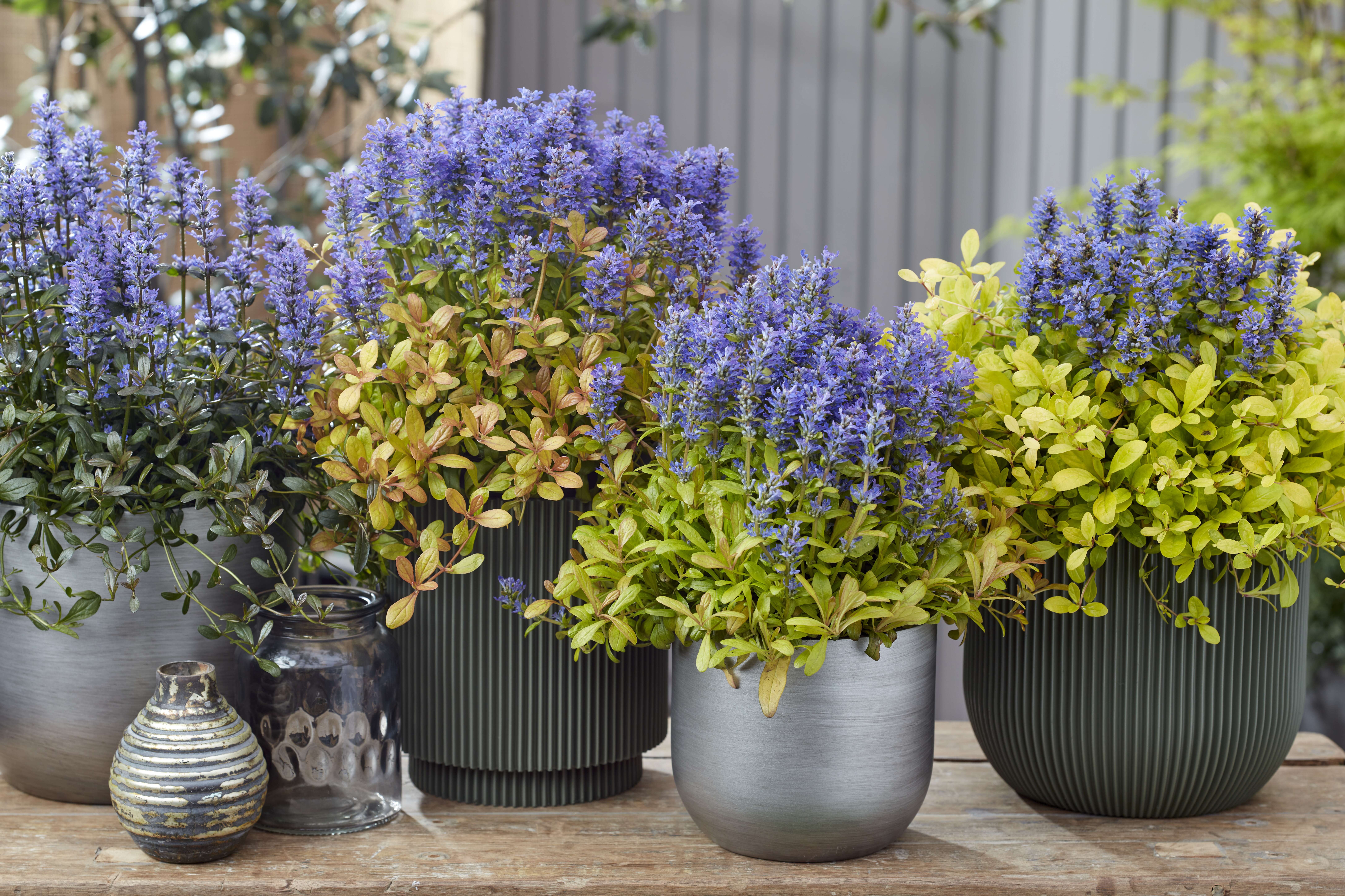 Ajuga Feathered Friends® Mix (2).jpg