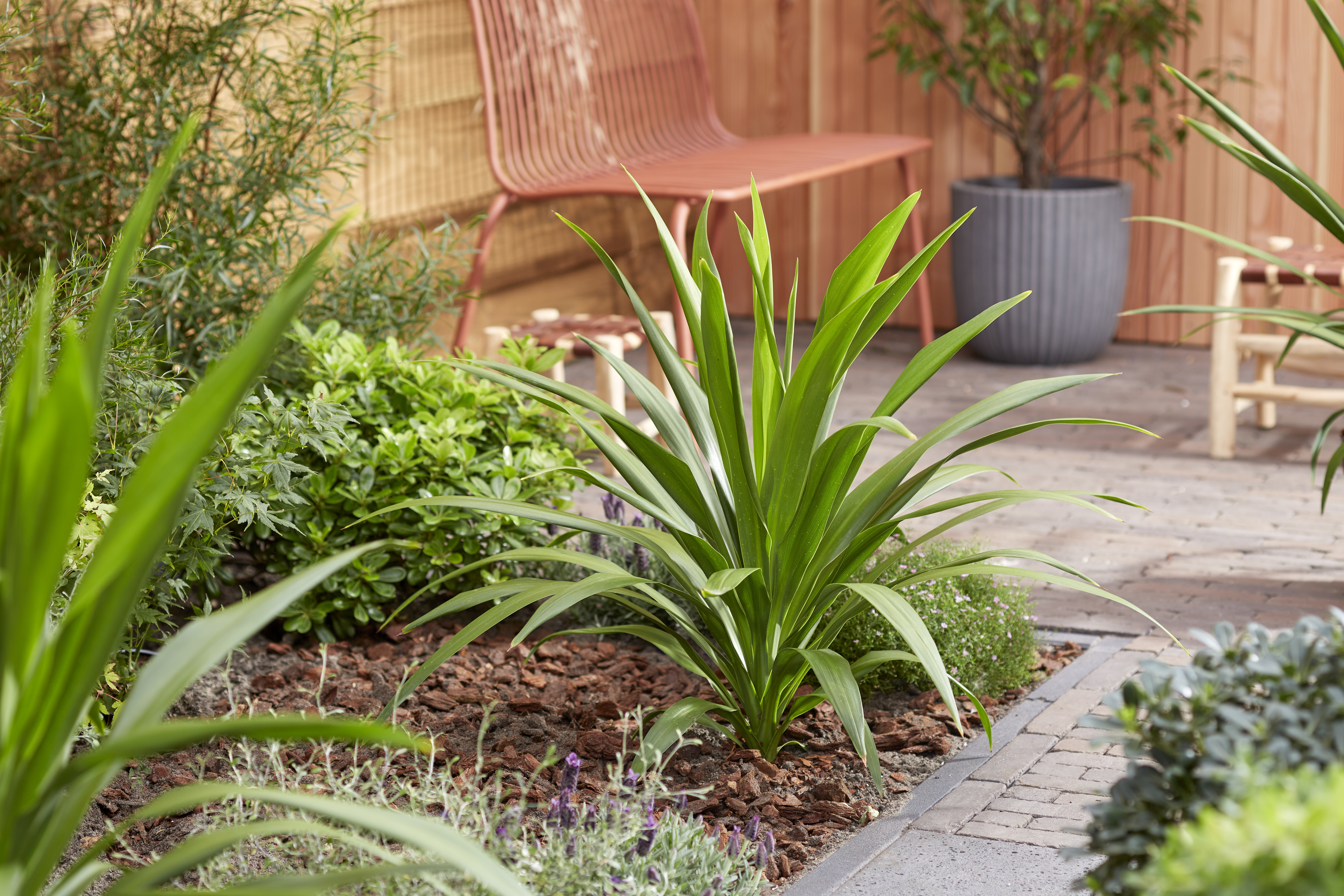 Cordyline Emerald Star (4) (2).jpg