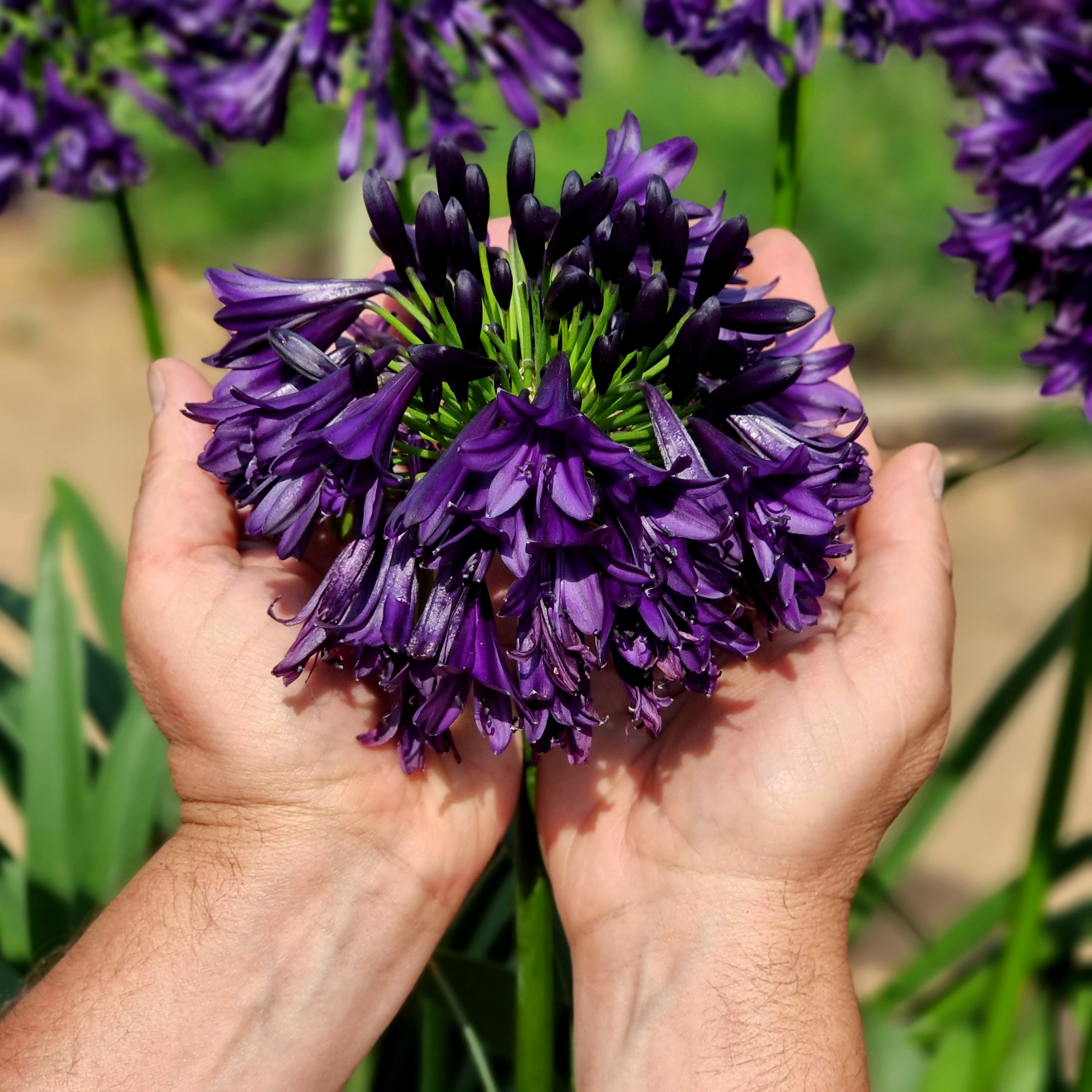 Agapanthus BlackJack (20).jpg