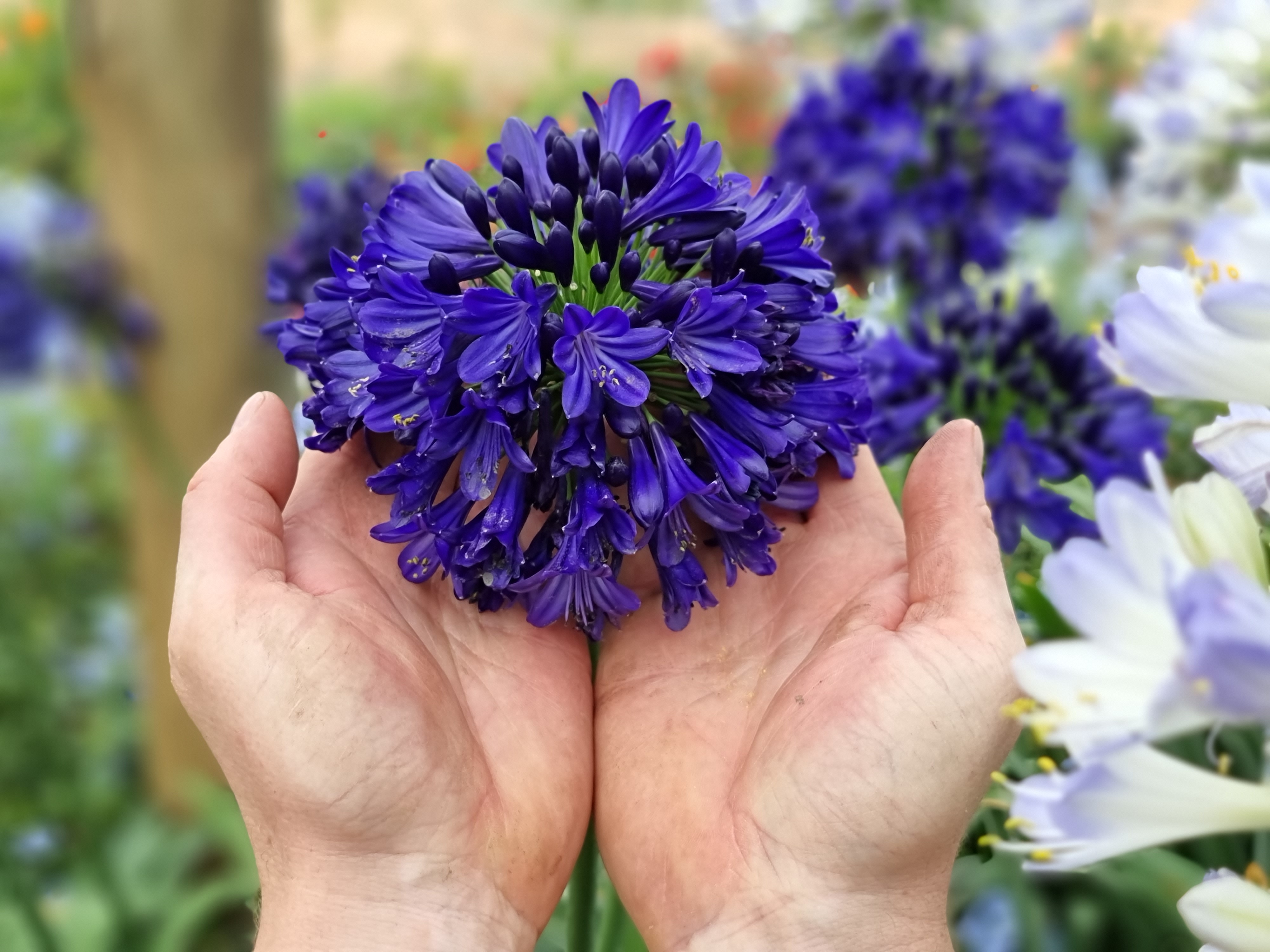 Agapanthus Midnight Sky (3).jpg
