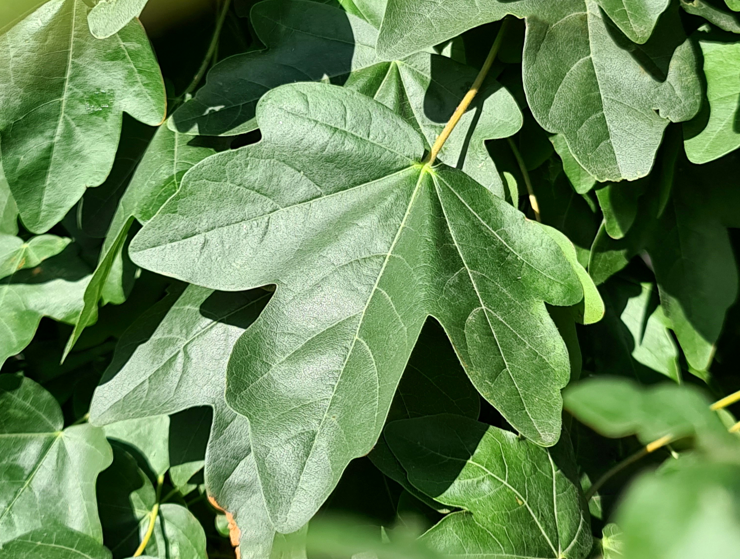 accstpi Acer-Street Pillar_Close up foliage.JPG