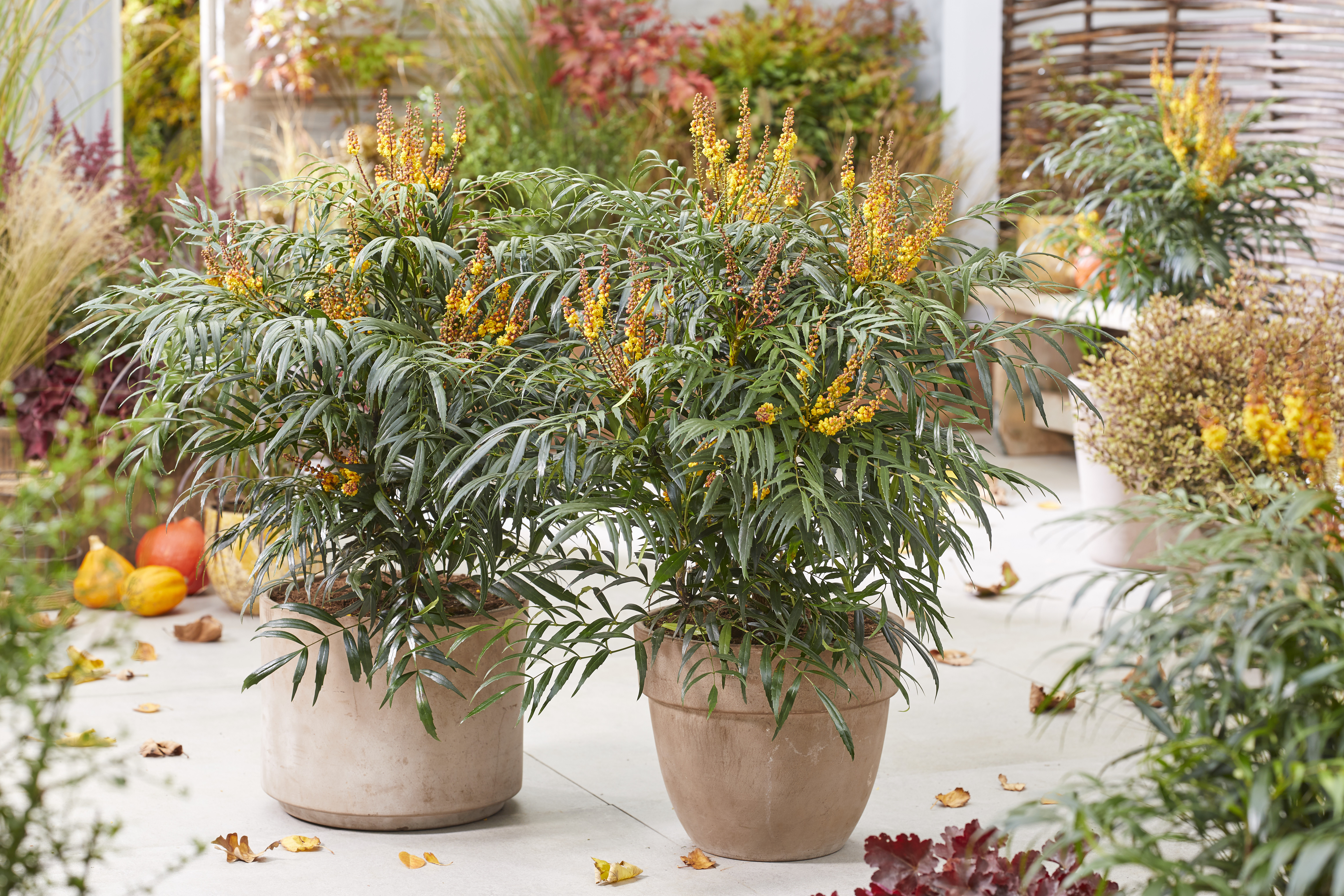 Mahonia Volcano (10).jpg