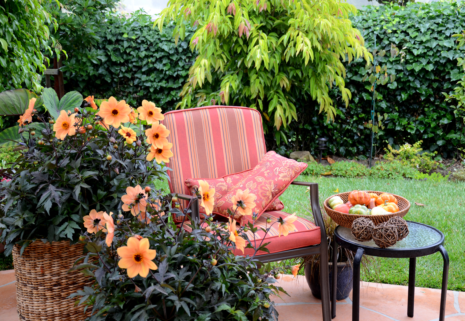 Dahlia Mystic Spirit PH0013.jpg