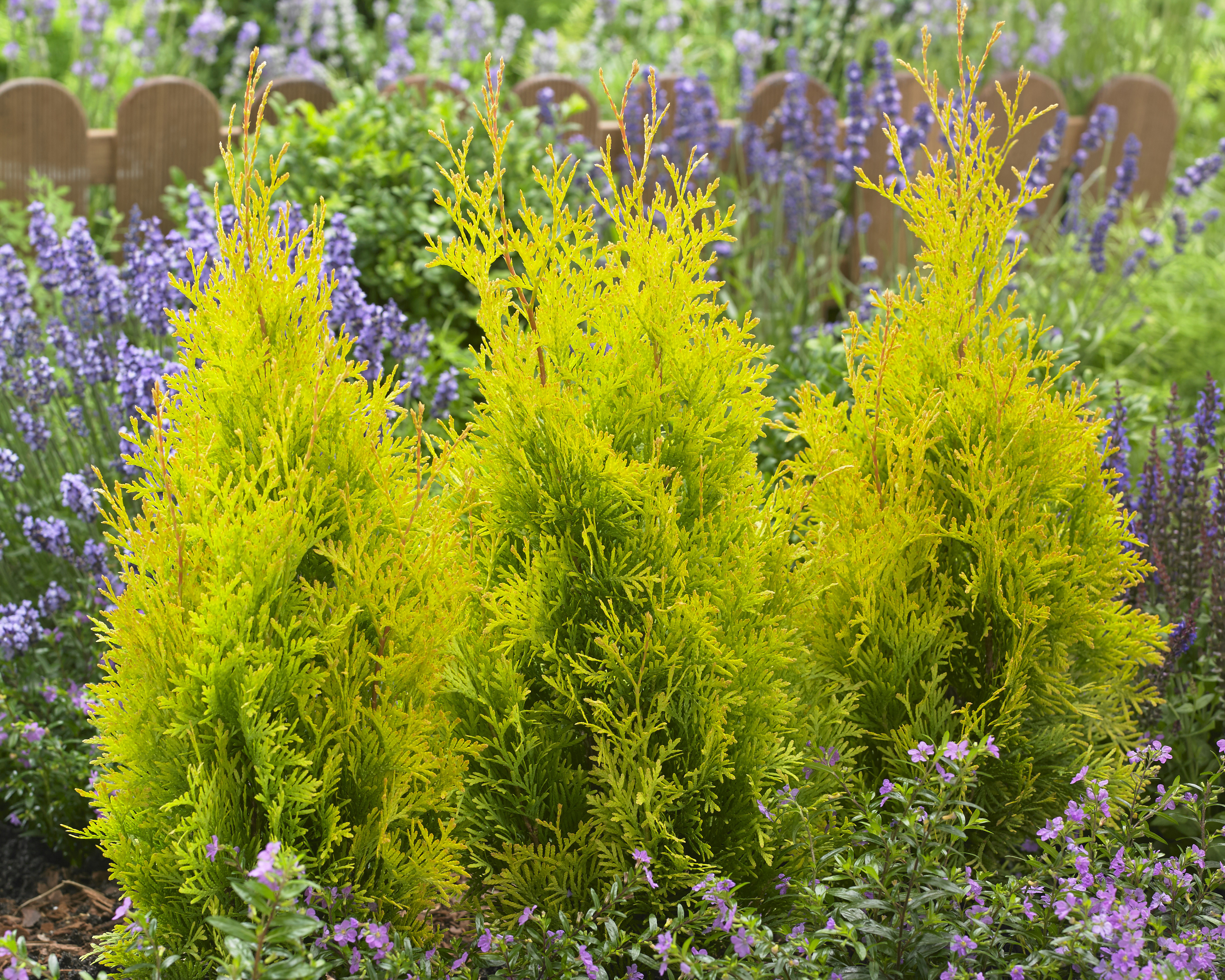 Thuja Sunny Smaragd (1).jpg