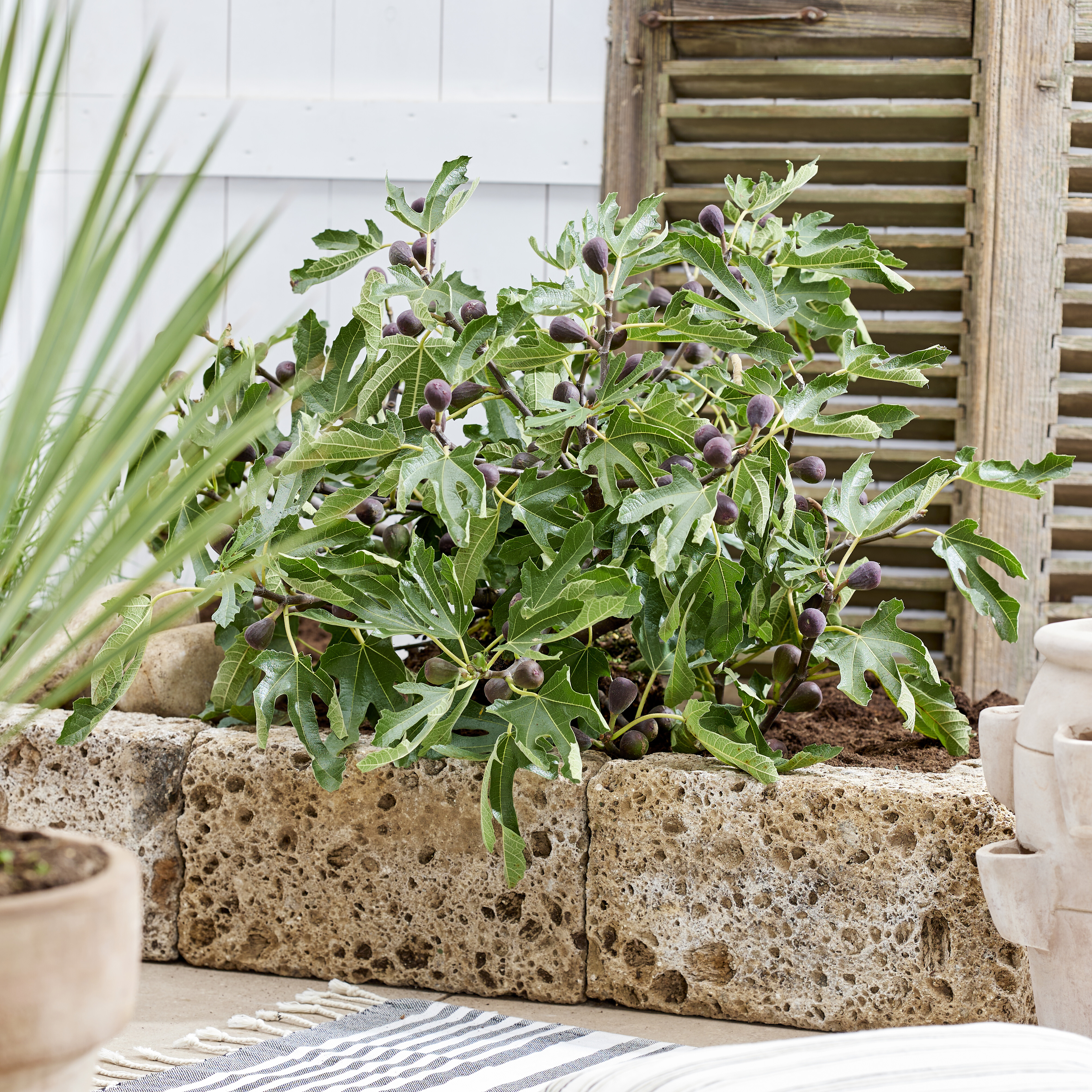 Ficus Little Miss Figgy (2).jpg