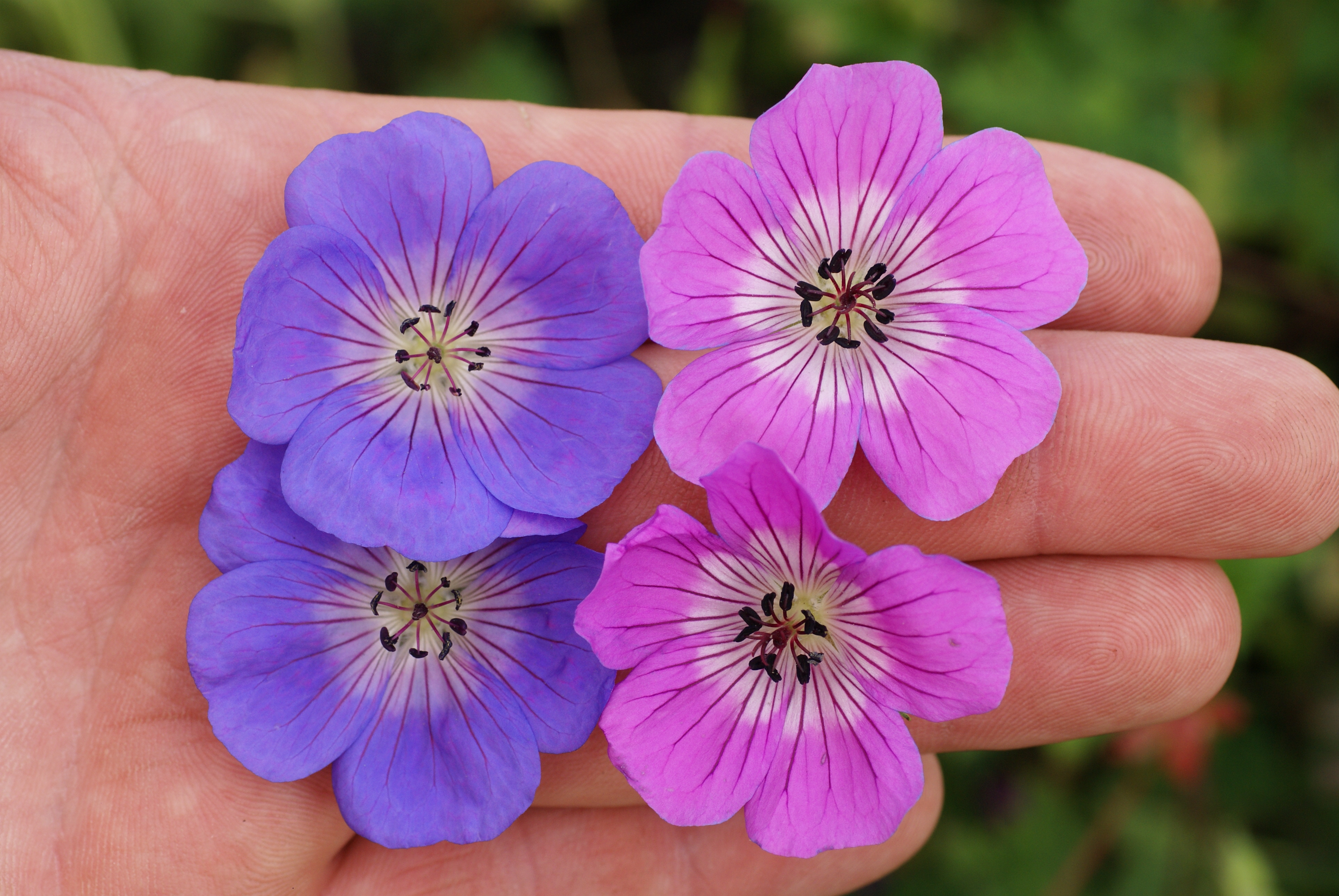 Geranium Rozanne (left) vs Kelly-Anne (right) (2).JPG