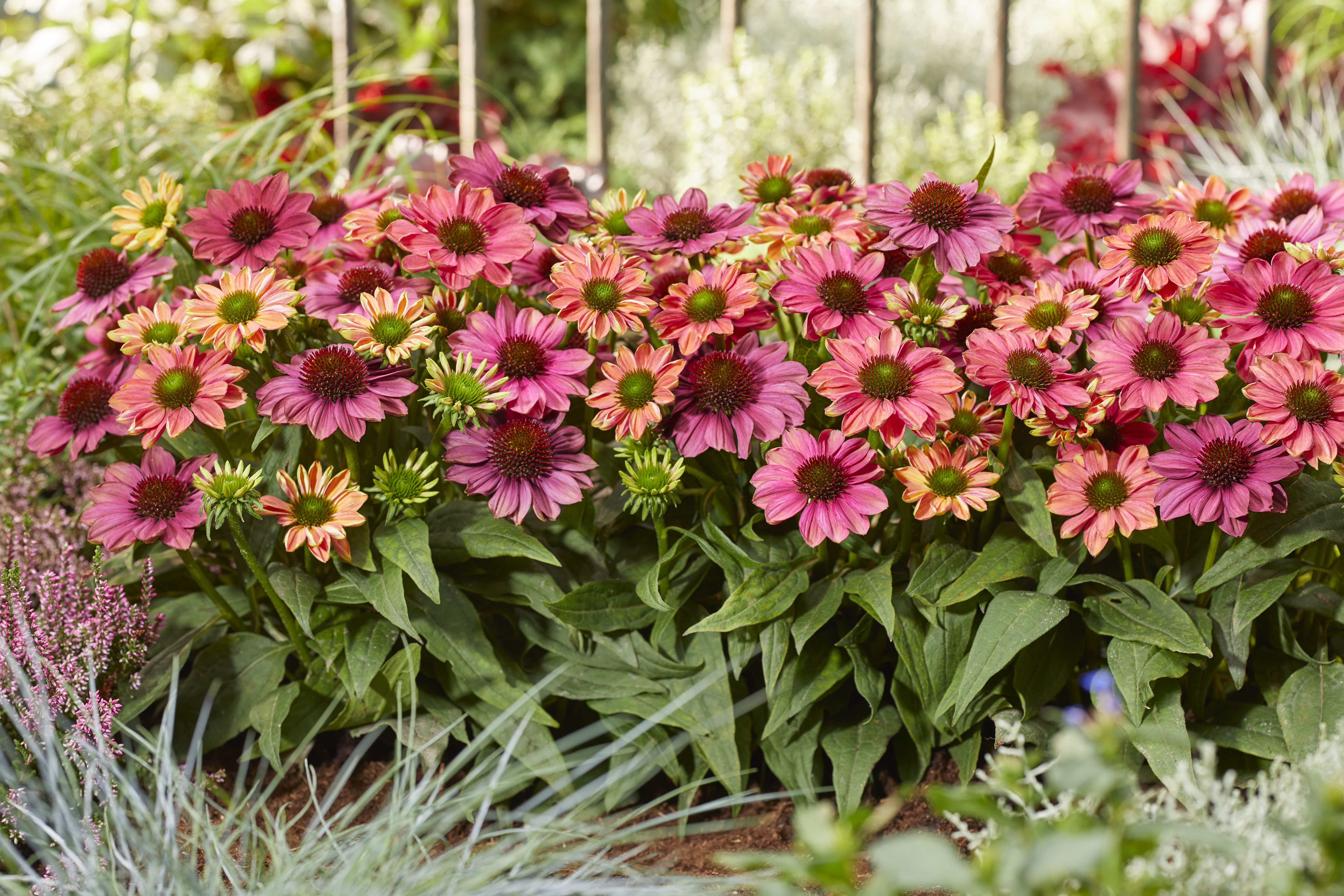 ecevco Echinacea-Evolution_Garden#2.jpg